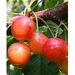 Саженец черешни "Амазонка" Саженец черешни "Амазонка"